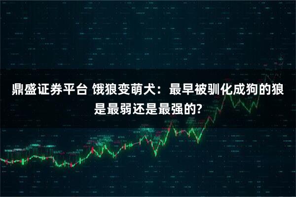 鼎盛证券平台 饿狼变萌犬：最早被驯化成狗的狼是最弱还是最强的?